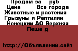 Продам за 50 руб. › Цена ­ 50 - Все города Животные и растения » Грызуны и Рептилии   . Ненецкий АО,Верхняя Пеша д.